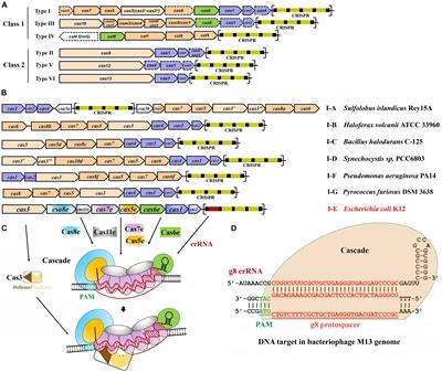 Endogenous Type I CRISPR-Cas: From Foreign DNA Defense to Prokaryotic Engineering